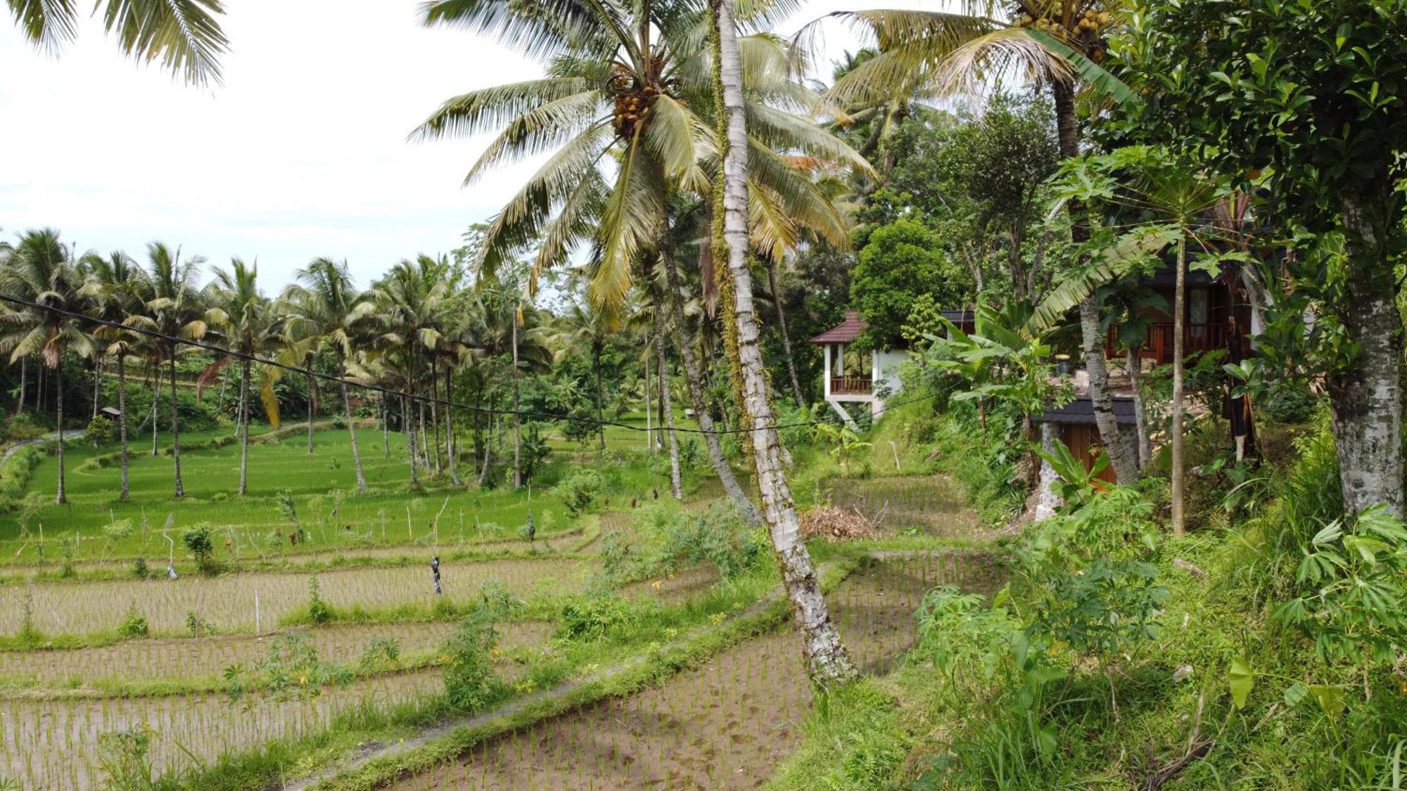 Nea Cottage Lombok Tetebatu Extérieur photo