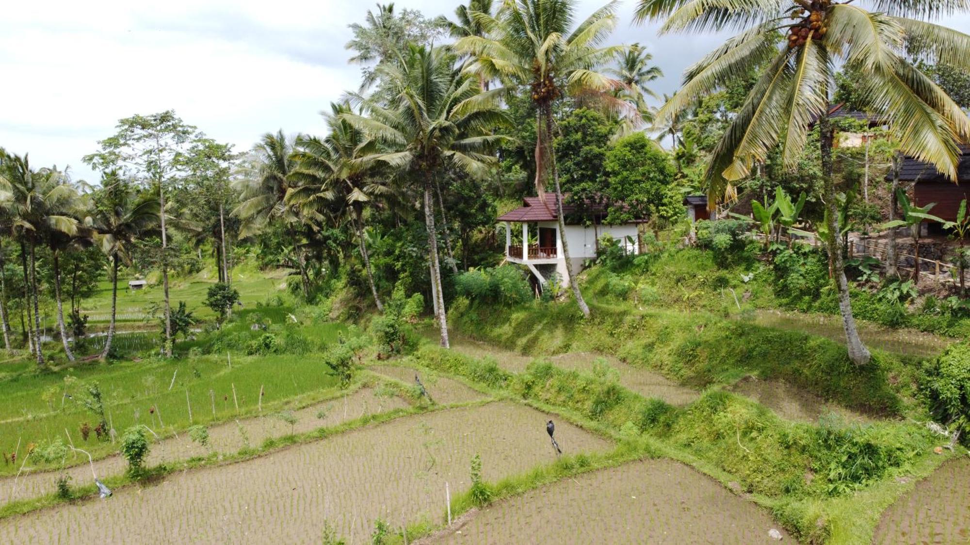 Nea Cottage Lombok Tetebatu Extérieur photo